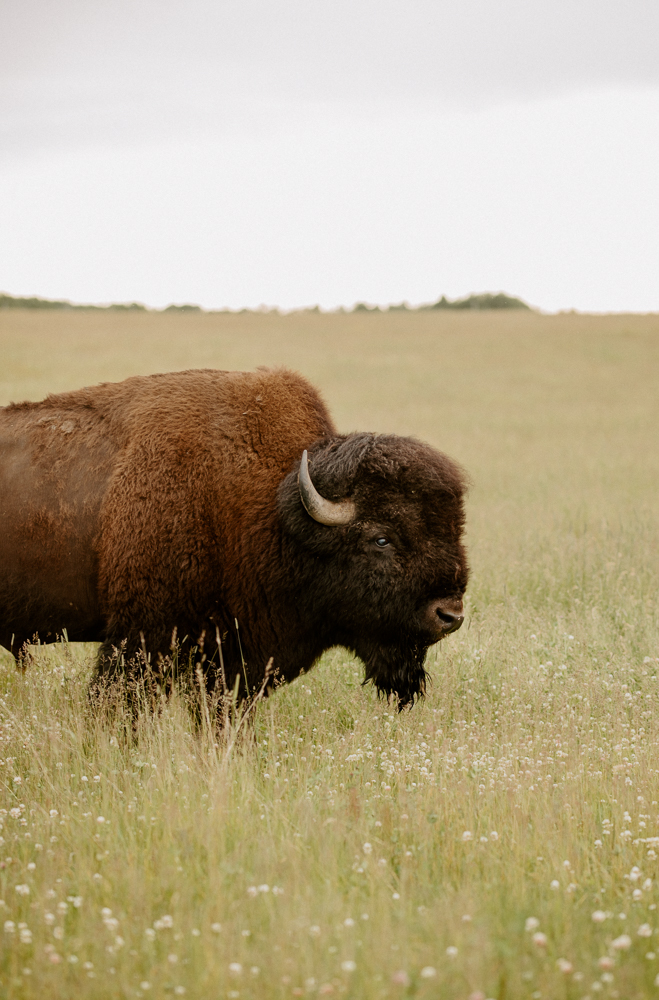 plains bison